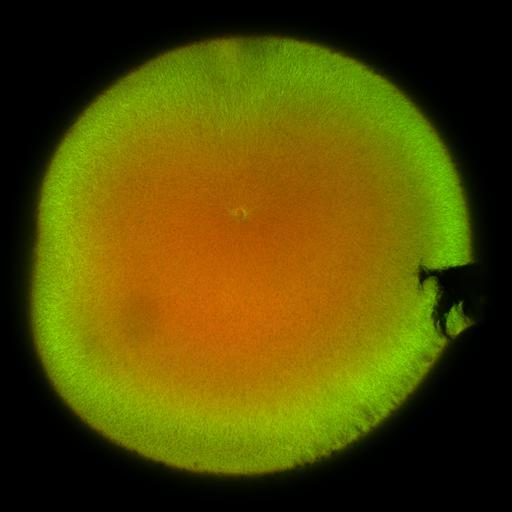  NCBI Organism:Xenopus laevis; Cell Components:microtubule, ;