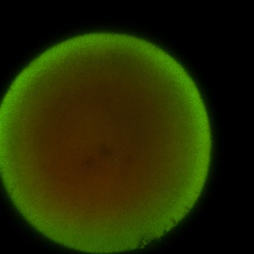  NCBI Organism:Xenopus laevis; Cell Components:microtubule, ;