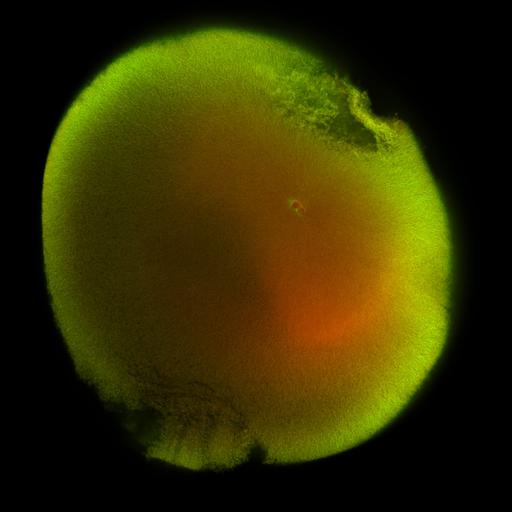  NCBI Organism:Xenopus laevis; Cell Components:microtubule, ;