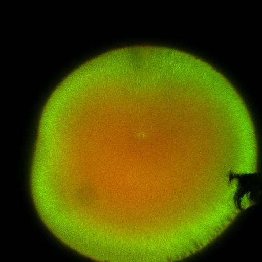  NCBI Organism:Xenopus laevis; Cell Components:microtubule, ;