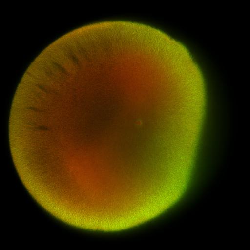  NCBI Organism:Xenopus laevis; Cell Components:microtubule, ;