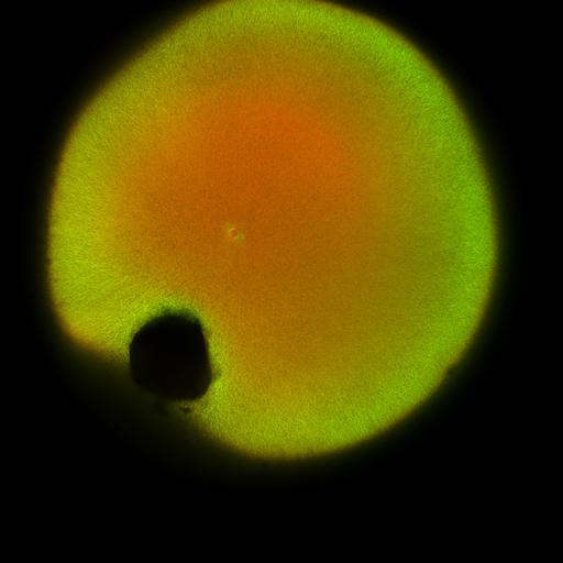  NCBI Organism:Xenopus laevis; Cell Components:microtubule, ;