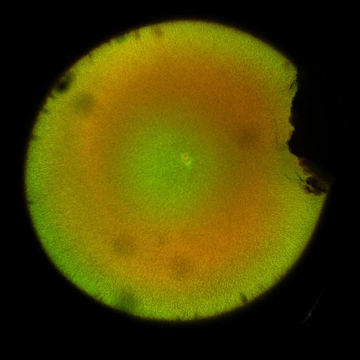  NCBI Organism:Xenopus laevis; Cell Components:microtubule, ;