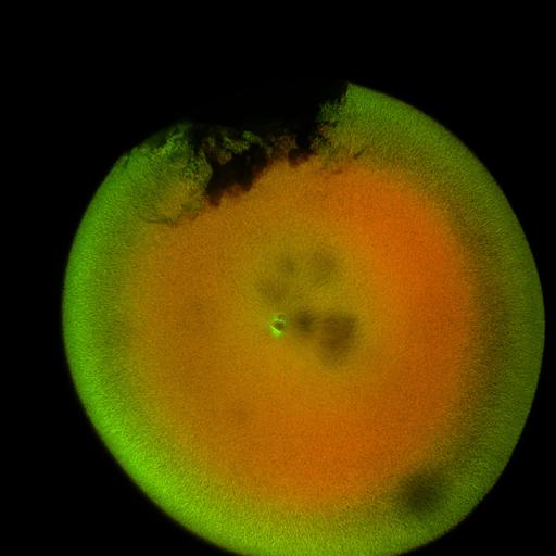  NCBI Organism:Xenopus laevis; Cell Components:microtubule, ;