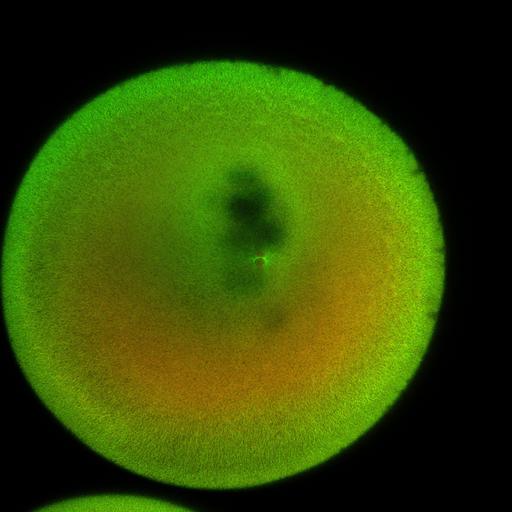  NCBI Organism:Xenopus laevis; Cell Components:microtubule, ;