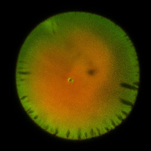  NCBI Organism:Xenopus laevis; Cell Components:microtubule, ;