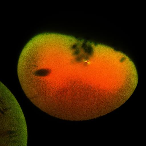  NCBI Organism:Xenopus laevis; Cell Components:microtubule, ;