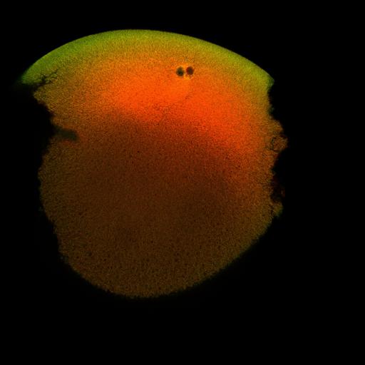  NCBI Organism:Xenopus laevis; Cell Components:microtubule, ;