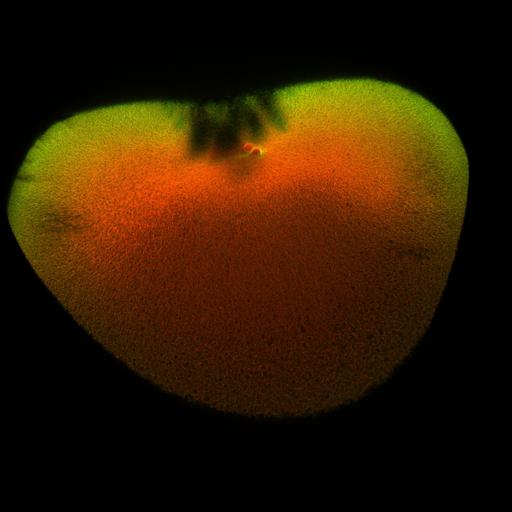  NCBI Organism:Xenopus laevis; Cell Components:microtubule, ;