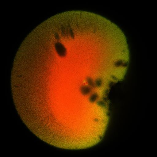  NCBI Organism:Xenopus laevis; Cell Components:microtubule, ;