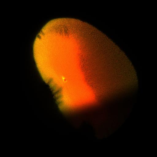  NCBI Organism:Xenopus laevis; Cell Components:microtubule, ;