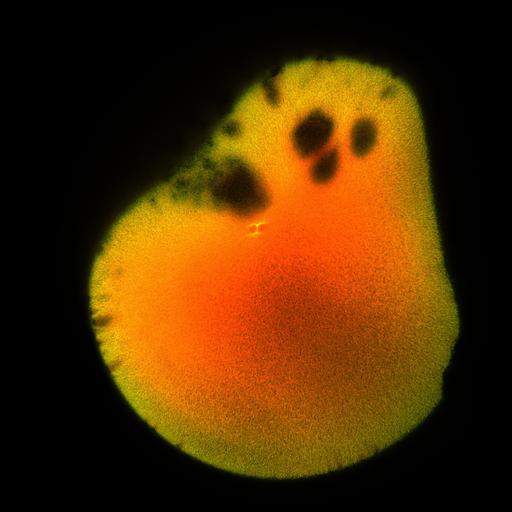  NCBI Organism:Xenopus laevis; Cell Components:microtubule, ;