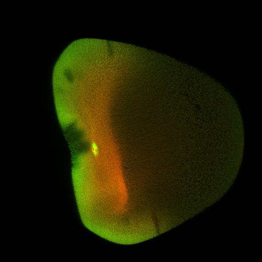  NCBI Organism:Xenopus laevis; Cell Components:microtubule, ;