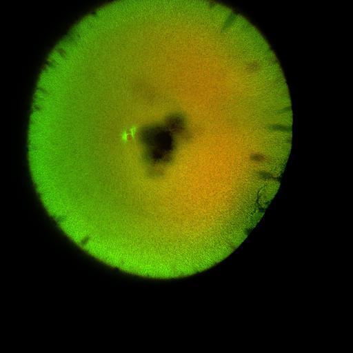  NCBI Organism:Xenopus laevis; Cell Components:microtubule, ;