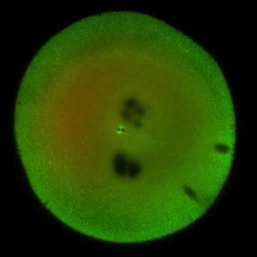  NCBI Organism:Xenopus laevis; Cell Components:microtubule, ;