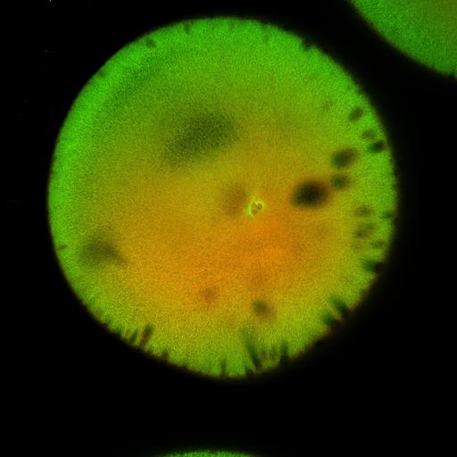  NCBI Organism:Xenopus laevis; Cell Components:microtubule, ;