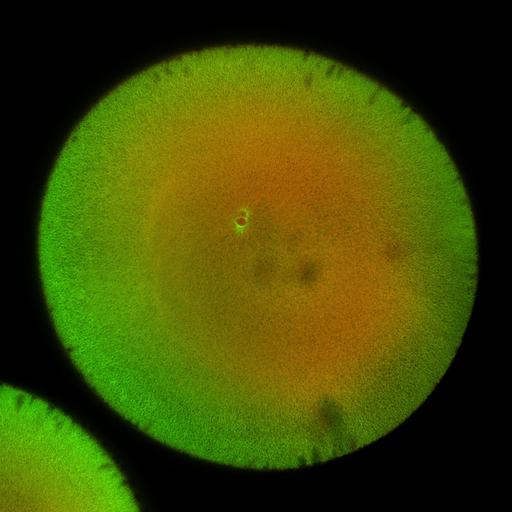  NCBI Organism:Xenopus laevis; Cell Components:microtubule, ;