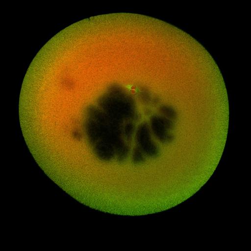  NCBI Organism:Xenopus laevis; Cell Components:microtubule, ;