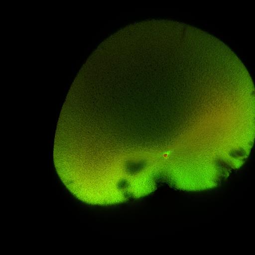  NCBI Organism:Xenopus laevis; Cell Components:microtubule, ;