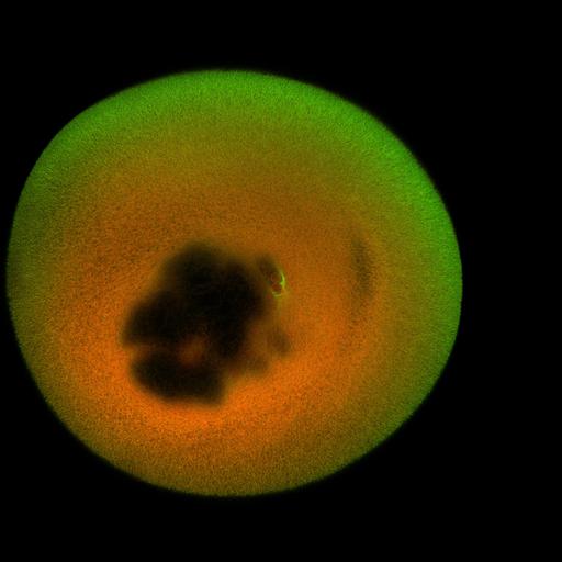  NCBI Organism:Xenopus laevis; Cell Components:microtubule, ;