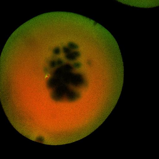  NCBI Organism:Xenopus laevis; Cell Components:microtubule, ;