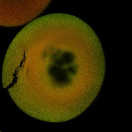  NCBI Organism:Xenopus laevis; Cell Components:microtubule, ;