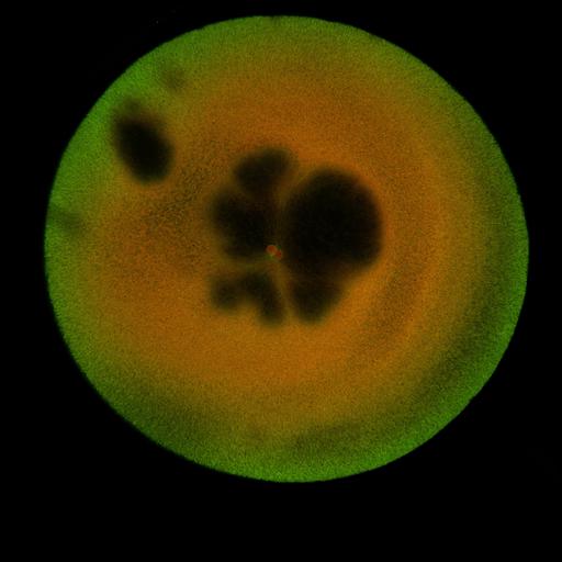  NCBI Organism:Xenopus laevis; Cell Components:microtubule, ;