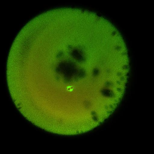  NCBI Organism:Xenopus laevis; Cell Components:microtubule, ;