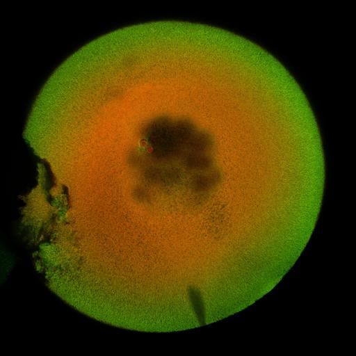  NCBI Organism:Xenopus laevis; Cell Components:microtubule, ;