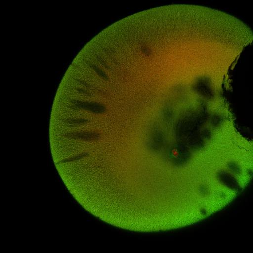  NCBI Organism:Xenopus laevis; Cell Components:microtubule, ;