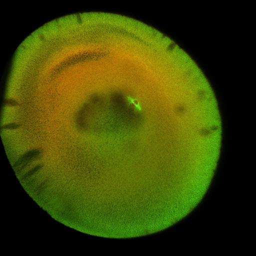  NCBI Organism:Xenopus laevis; Cell Components:microtubule, ;