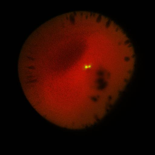  NCBI Organism:Xenopus laevis; Cell Components:microtubule, ;