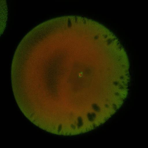  NCBI Organism:Xenopus laevis; Cell Components:microtubule, ;