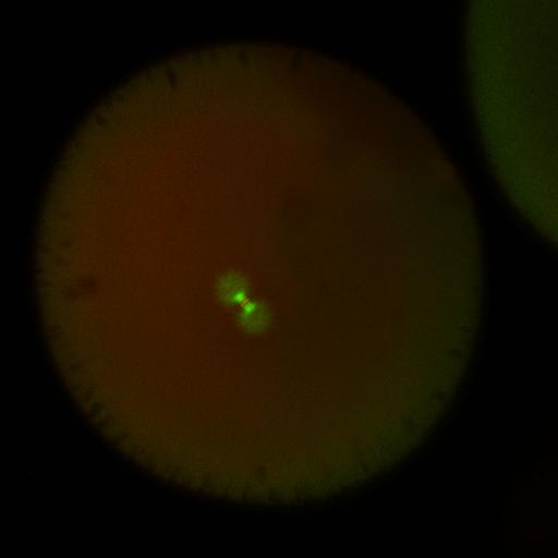  NCBI Organism:Xenopus laevis; Cell Components:microtubule, ;