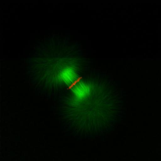  NCBI Organism:Xenopus laevis; Cell Components:microtubule, ;