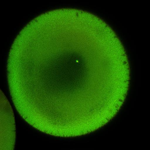  NCBI Organism:Xenopus laevis; Cell Components:microtubule, ;