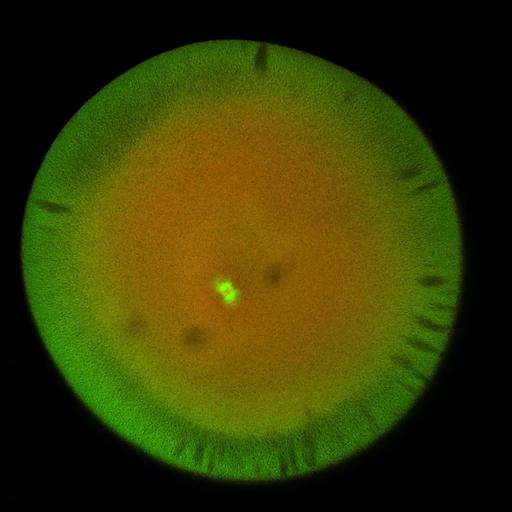  NCBI Organism:Xenopus laevis; Cell Components:microtubule, ;