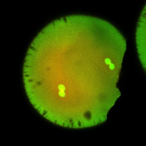  NCBI Organism:Xenopus laevis; Cell Components:microtubule, ;