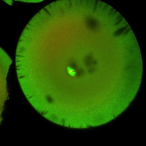  NCBI Organism:Xenopus laevis; Cell Components:microtubule, ;