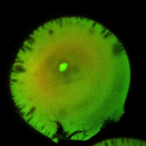  NCBI Organism:Xenopus laevis; Cell Components:microtubule, ;