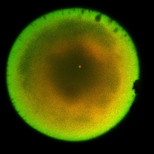  NCBI Organism:Xenopus laevis; Cell Components:microtubule, ;