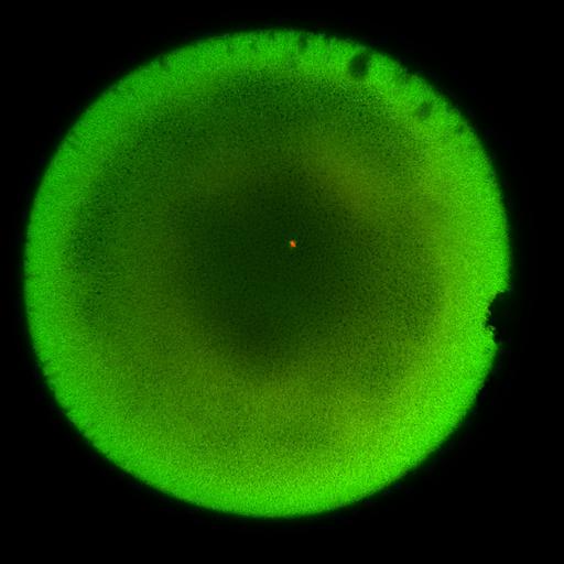  NCBI Organism:Xenopus laevis; Cell Components:microtubule, ;