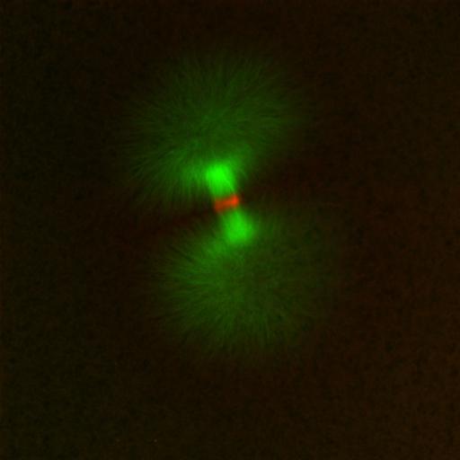  NCBI Organism:Xenopus laevis; Cell Components:microtubule, ;