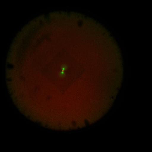  NCBI Organism:Xenopus laevis; Cell Components:microtubule, ;