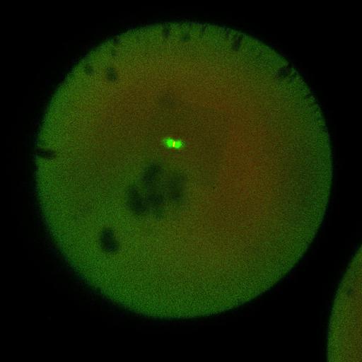  NCBI Organism:Xenopus laevis; Cell Components:microtubule, ;