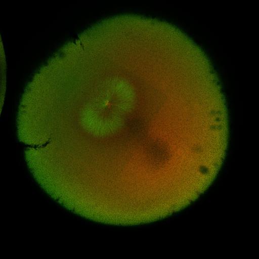  NCBI Organism:Xenopus laevis; Cell Components:microtubule, ;