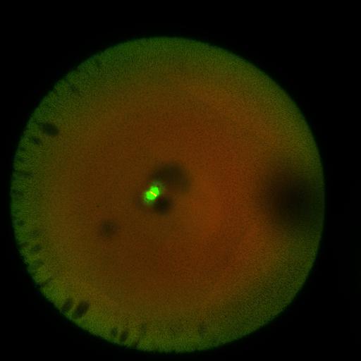  NCBI Organism:Xenopus laevis; Cell Components:microtubule, ;