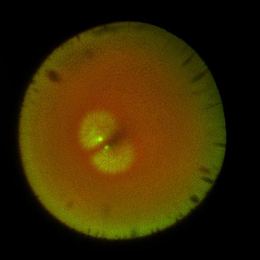  NCBI Organism:Xenopus laevis; Cell Components:microtubule, ;