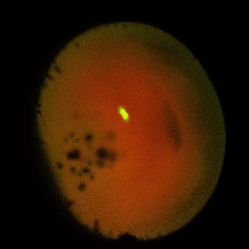  NCBI Organism:Xenopus laevis; Cell Components:microtubule, ;