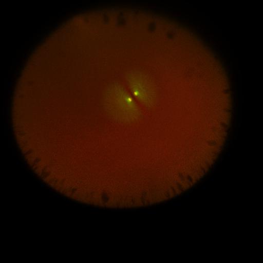  NCBI Organism:Xenopus laevis; Cell Components:microtubule, ;